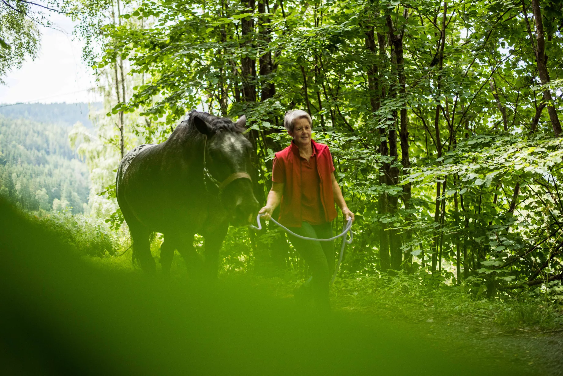 Übungen am Boden mit einem Pferd